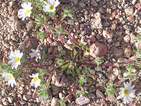 Mojave Desertstar (Monoptilon bellioides)