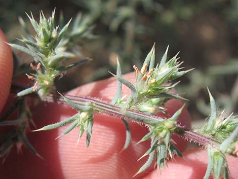 Prickly Russian Thistle (Salsola tragus)