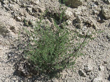 Prickly Russian Thistle (Salsola tragus)