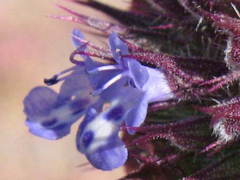 Chia (Salvia columbariae)