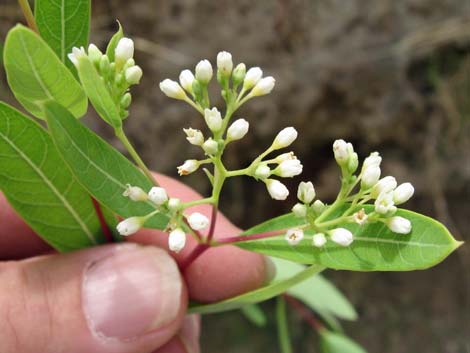 Indian Hemp (Apocynum cannabinum)