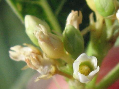 Indian Hemp (Apocynum cannabinum)
