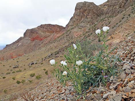 Mojave Pricklypoppy (Argemone corymbosa)