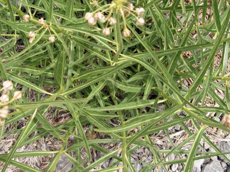Spider Milkweed (Asclepias asperula)