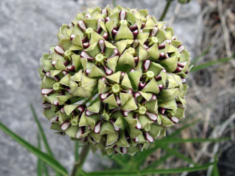 Spider Milkweed (Asclepias asperula)
