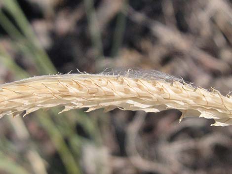 Rush Milkweed (Asclepias subulata)