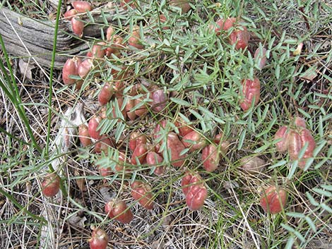 Clokey Milkvetch (Astragalus aequalis)
