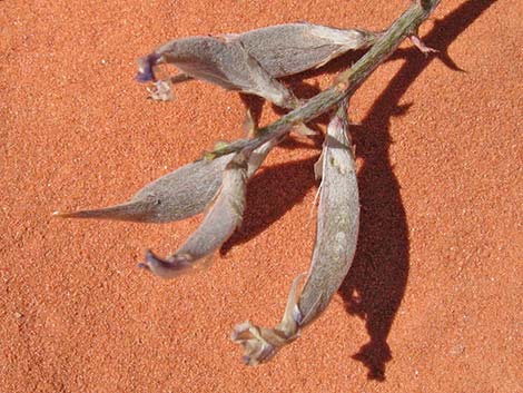 Crescent Milkvetch (Astragalus amphioxys)