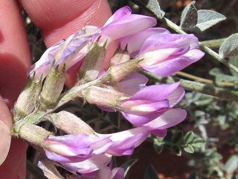 Crescent Milkvetch (Astragalus amphioxys)