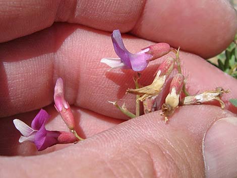 Clokey Egg Milkvetch (Astragalus oophorus var. clokeyanus)