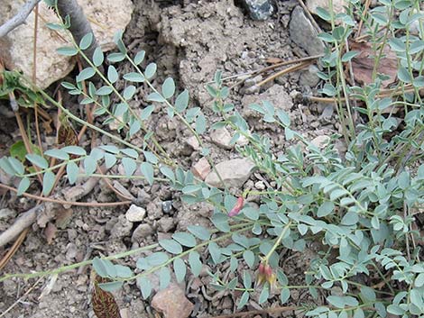 Clokey Egg Milkvetch (Astragalus oophorus var. clokeyanus)