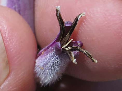 Thickstem Wild Cabbage (Caulanthus crassicaulis)