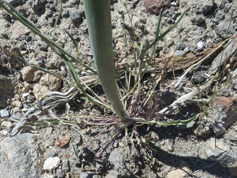 Thickstem Wild Cabbage (Caulanthus crassicaulis)