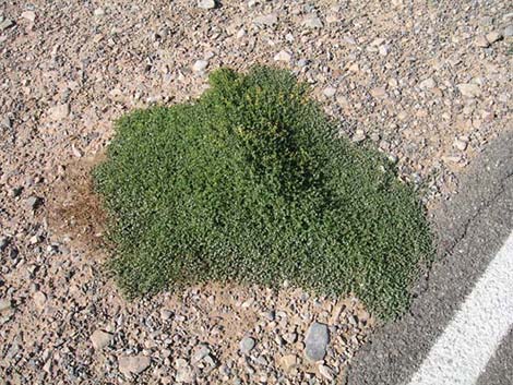 Sandmat (Chamaesyce spp.)
