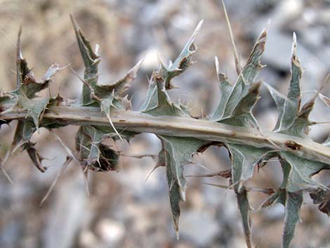 Whitespine Thistle (Cirsium clokeyi)