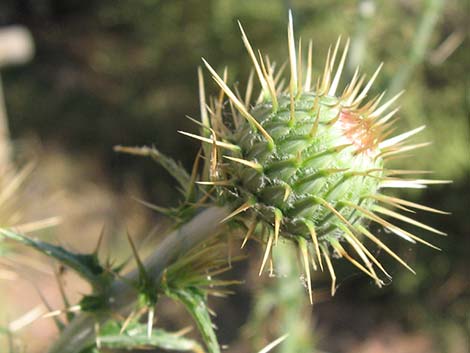 Mojave Thistle (Cirsium mohavense)