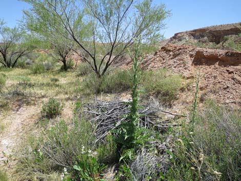 Mojave Thistle (Cirsium mohavense)