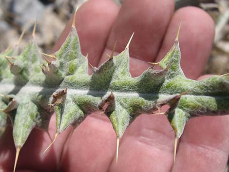 New Mexico Thistle (Cirsium neomexicanum)
