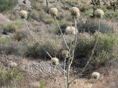 New Mexico Thistle (Cirsium neomexicanum)