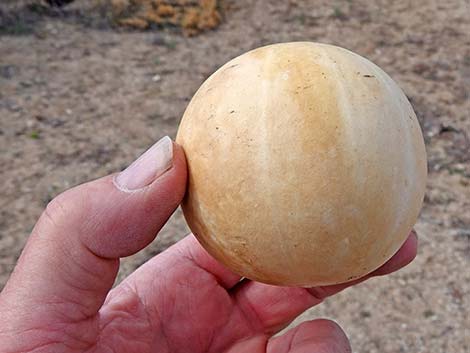 Coyote Melon (Cucurbita palmata)