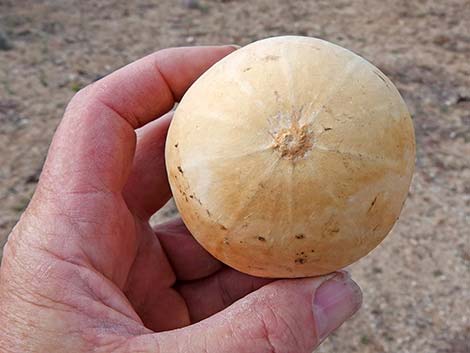 Coyote Melon (Cucurbita palmata)