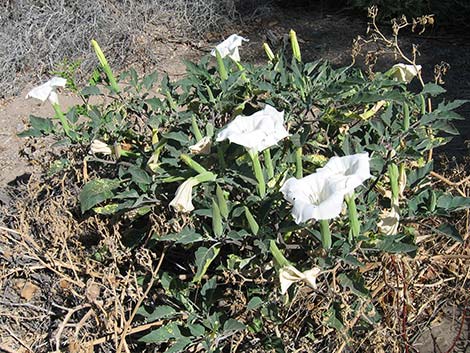 Jimson Weed (Datura wrightii)
