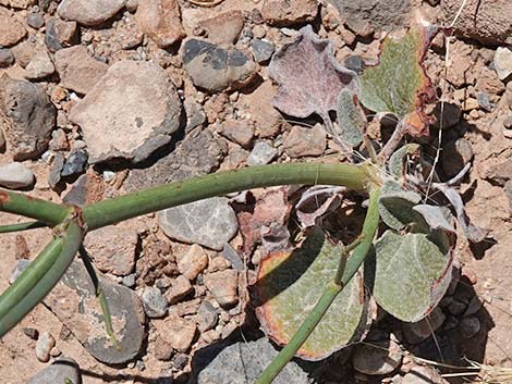 Skeletonweed (Eriogonum inflatum var. deflatum)