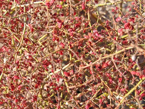 Perennial Buckwheats (Eriogonum spp.)