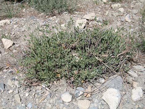 Sulphur-flower Buckwheat (Eriogonum umbellatum var versicolor)