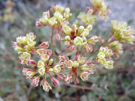 Sulphur-flower Buckwheat (Eriogonum umbellatum var versicolor)