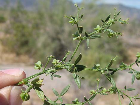 Sticky Fagonbush (Fagonia pachyacantha)