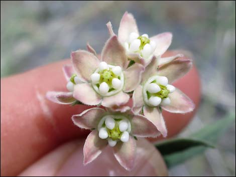Fringed Twinevine (Funastrum cynanchoides ssp. cynanchoides)