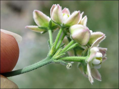 Fringed Twinevine (Funastrum cynanchoides ssp. cynanchoides)