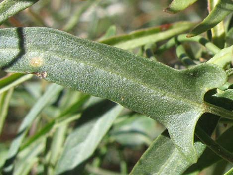 Hartweg's Twinevine (Funastrum cynanchoides ssp heterophyllum)
