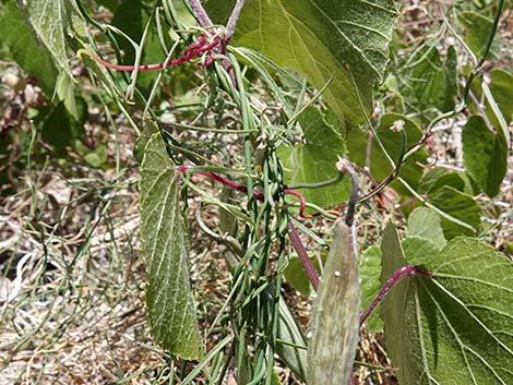 Hartweg's Twinevine (Funastrum cynanchoides ssp heterophyllum)