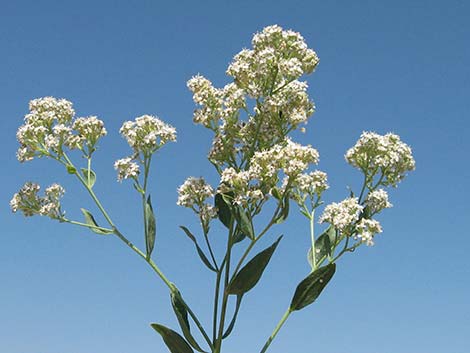 Tall Whitetop (Lepidium latifolium)
