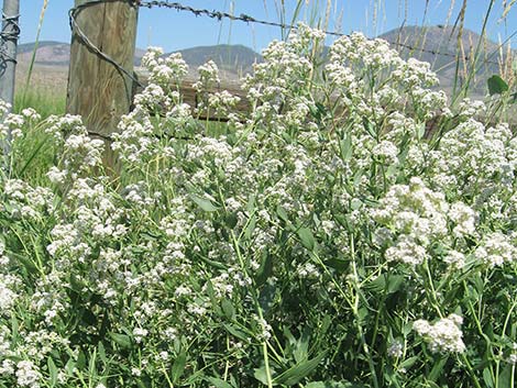 Tall Whitetop (Lepidium latifolium)
