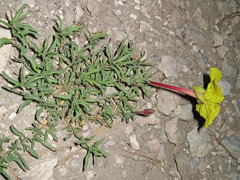 Howard's Evening Primrose (Oenothera howardii)