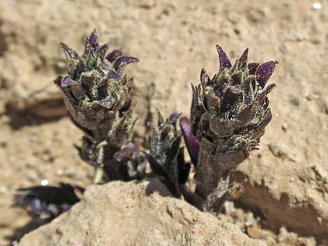 Desert Broom-rape (Orobanche cooperi)