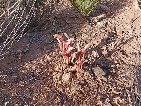 Clustered Broom-rape (Orobanche fasciculata)