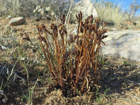 Clustered Broom-rape (Orobanche fasciculata)