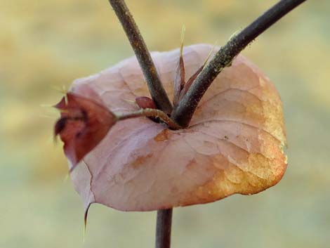 Roundleaf Oxytheca (Oxytheca perfoliata)
