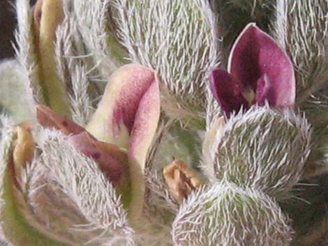 Indian breadroot (Pediomelum castoreum)