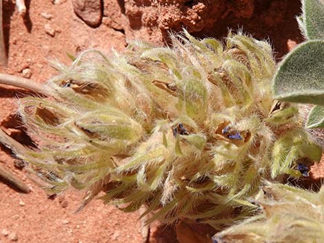 Indian breadroot (Pediomelum castoreum)
