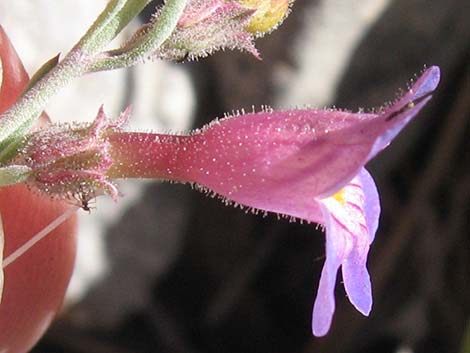 Siler's Penstemon (Penstemon linarioides ssp. sileri)