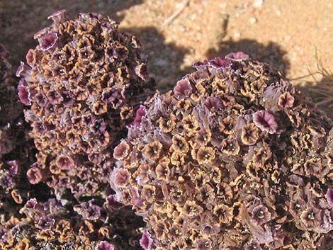 Scaly-stemmed Sand Plant (Pholisma arenarium)