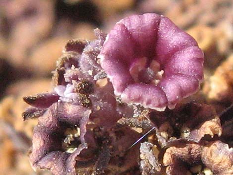 Scaly-stemmed Sand Plant (Pholisma arenarium)
