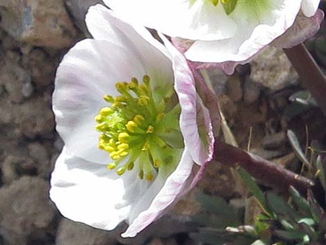 Anderson's buttercup (Ranunculus andersonii)