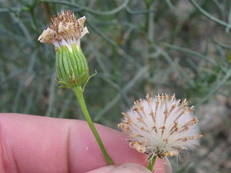 Smooth Threadleaf Ragwort (Senecio flaccidus var. monoensis)