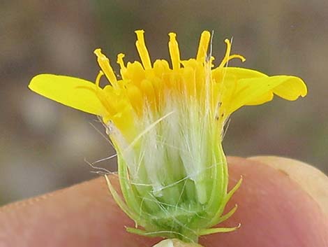 Smooth Threadleaf Ragwort (Senecio flaccidus var. monoensis)
